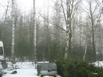 2009 břízy v ATC