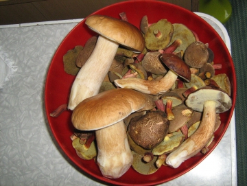 2010 houby na Stříbrňáku