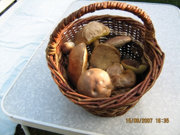 2007 houby podzim