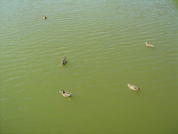2013 Máchovo jezero, Hamr, Příšovice se Štusákovými