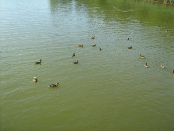 2013 Máchovo jezero, Hamr, Příšovice se Štusákovými