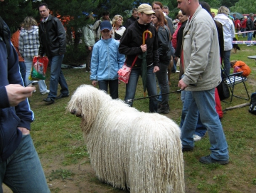 2009 výstava psů Stříbrňák