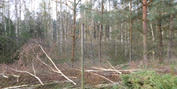 2014 likvidace bříz za plotem Stříbrňáku